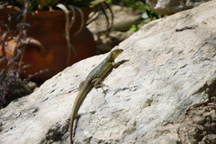 Cnemidophorus murinus