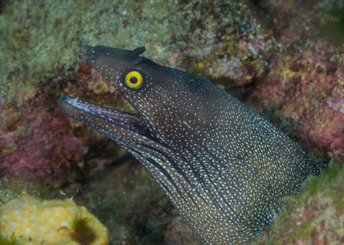 Argus moray (Muraena argus) — Muraenidae — 4