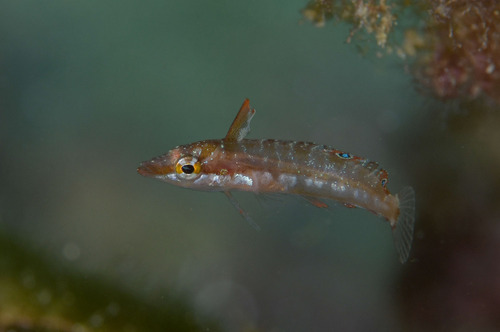 Sargassum blenny (Exerpes asper) — Labrisomidae — 3
