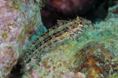 Redside Blenny photo 4