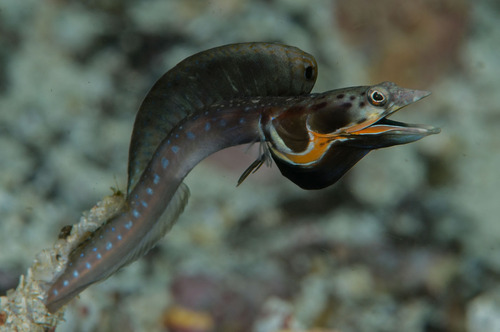 Orangethroat pikeblenny (Chaenopsis alepidota) — Chaenopsidae — 2