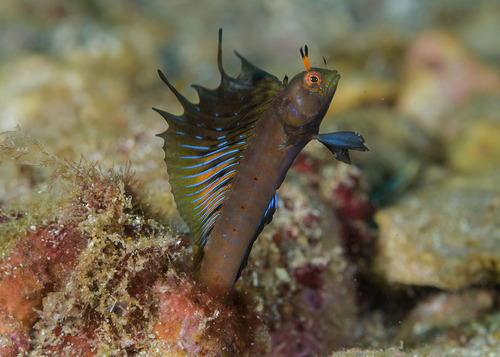 Gulf signal blenny (Emblemaria hypacanthus) — Chaenopsidae — 2