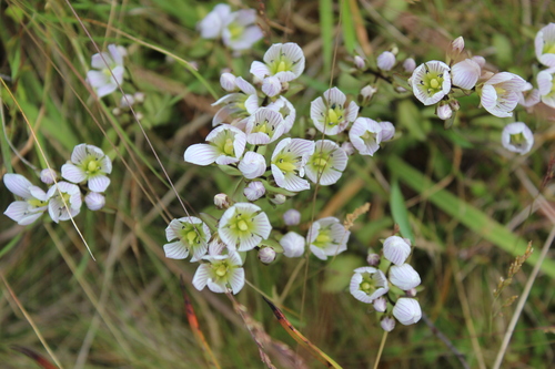 Gentianella patula