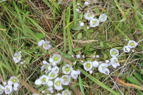 Gentianella patula, photograph 1