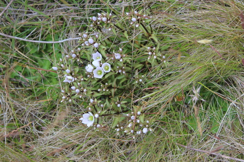 Gentianella patula, photograph 2