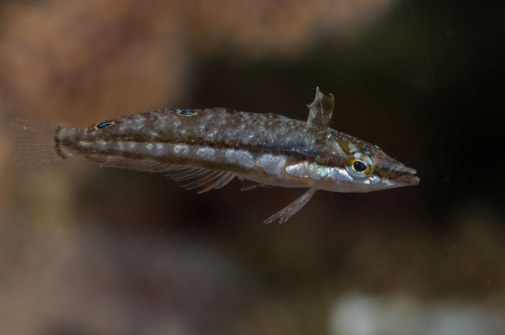 Sargassum blenny (Exerpes asper) — Labrisomidae