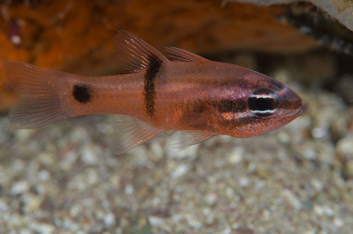 Barspot cardinalfish (Apogon retrosella) — Apogonidae — 5