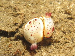 Goniobranchus daphne