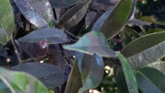 Syzygium paniculatum
