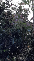 Syzygium paniculatum