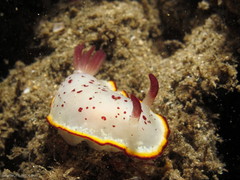 Goniobranchus daphne