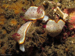 Goniobranchus daphne