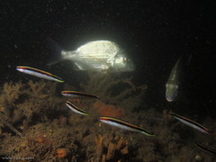 Trachinops taeniatus