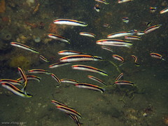 Trachinops taeniatus