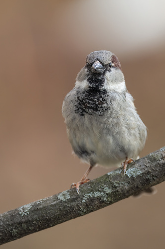House Sparrow