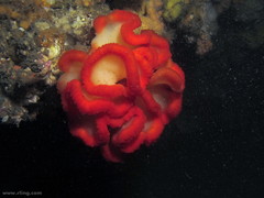 Sycozoa cerebriformis