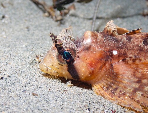 Sailfin sculpin (Nautichthys oculofasciatus) — Hemitripteridae — 4