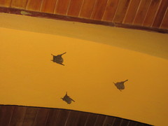Emballonuridae