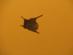 Emballonuridae