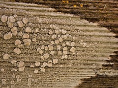 Lecanora caesiorubella