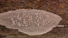 Lecanora caesiorubella