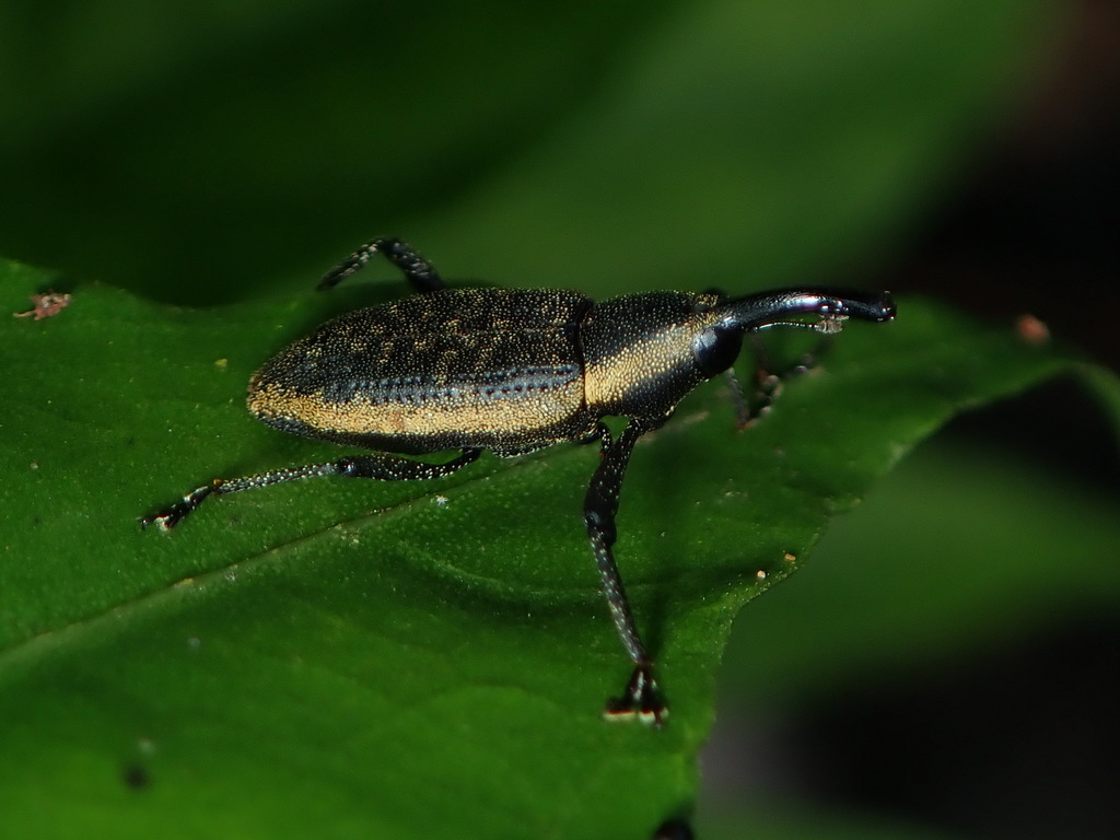 Ischiomastus