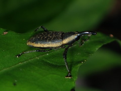 Ischiomastus carinifer image