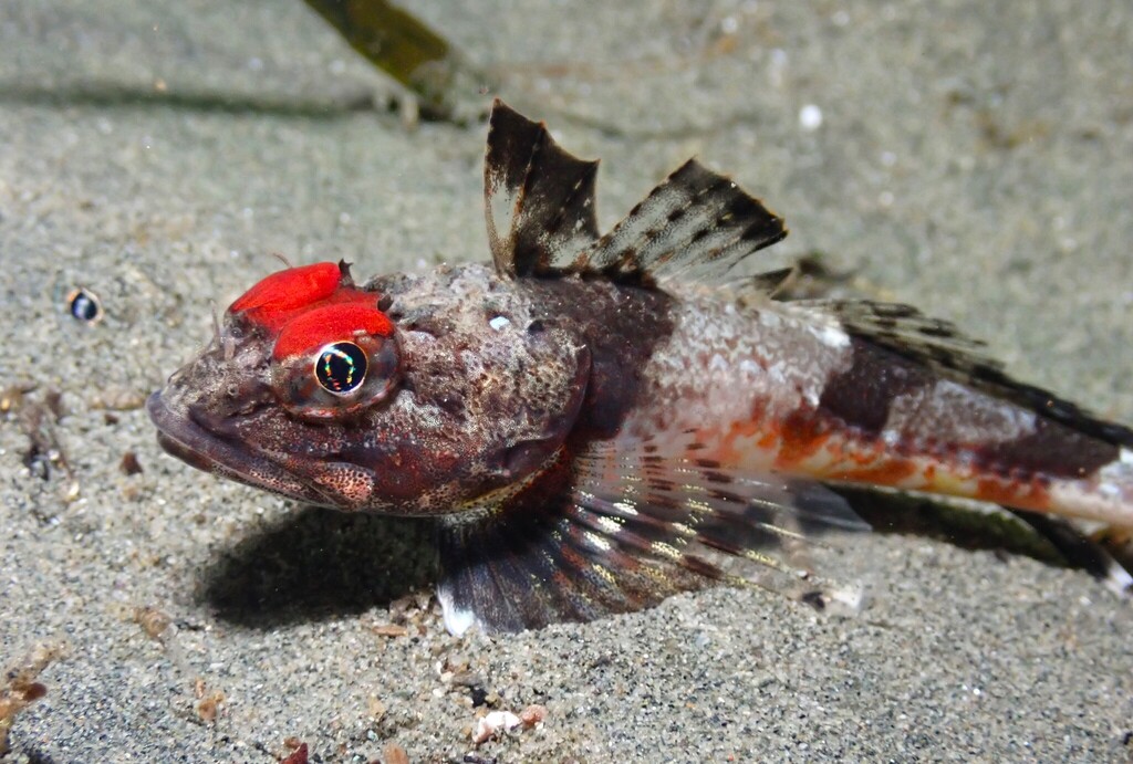 Roughback sculpin (Chitonotus pugetensis) — Cottidae