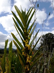 Maxillaria aurea
