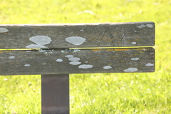 Lecanora caesiorubella