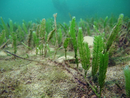 Caulerpa taxifolia