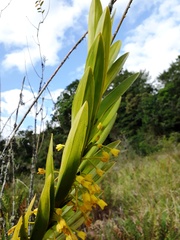 Maxillaria aurea