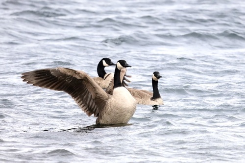 Canada Goose