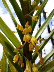 Maxillaria aurea