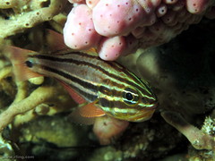 Ostorhinchus limenus