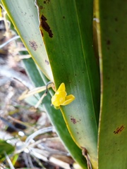 Maxillaria aurea