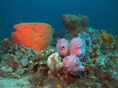 Halisarca australiensis