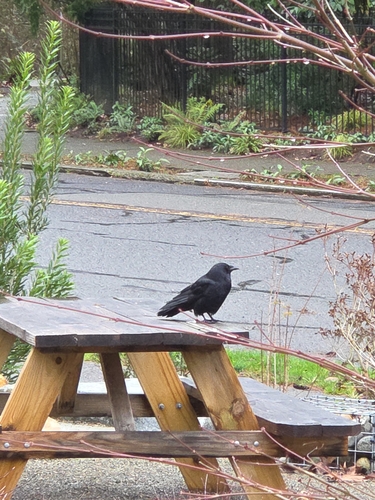 American Crow