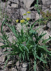 Bupleurum americanum