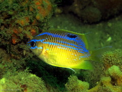 Mecaenichthys immaculatus