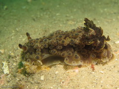Dendrodoris krusensternii