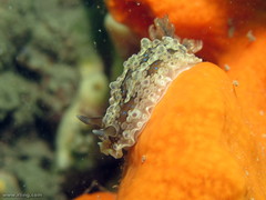 Dendrodoris krusensternii