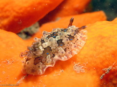 Dendrodoris krusensternii