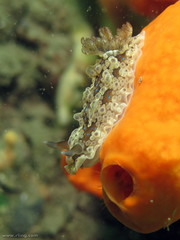 Dendrodoris krusensternii