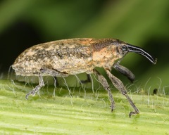 Lixus scrobicollis