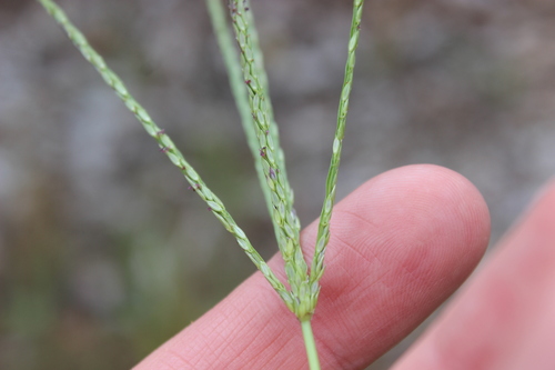 Digitaria ischaemum iNat (2)