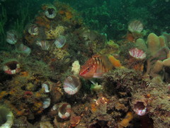 Hypoplectrodes maccullochi