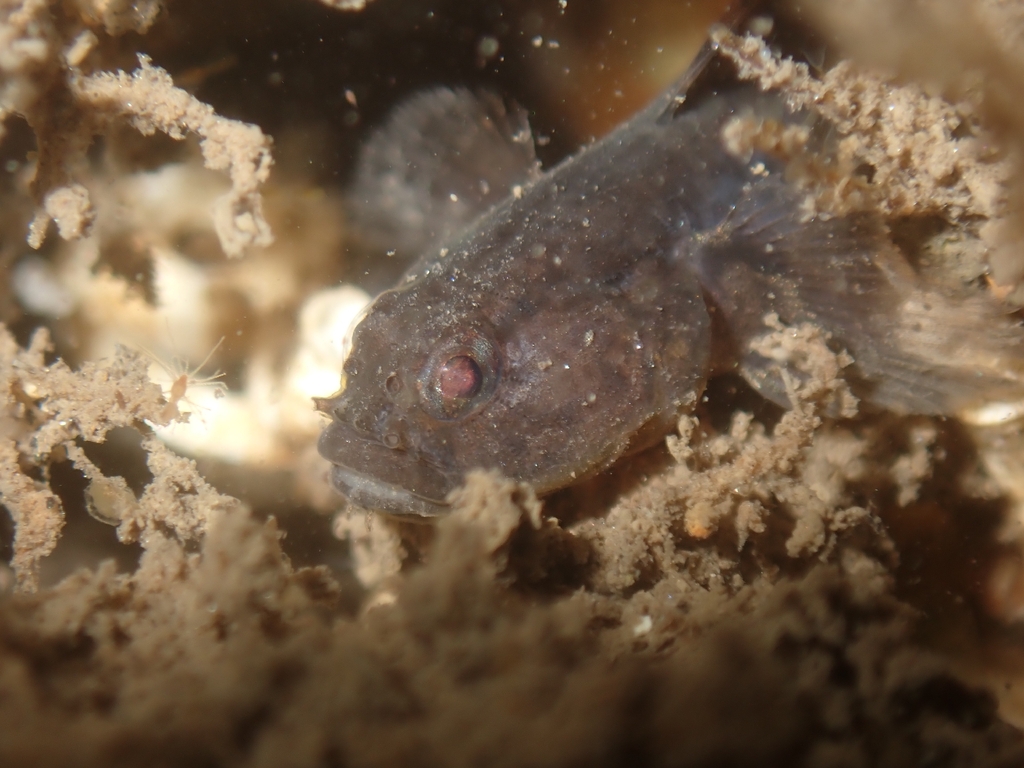 Tidal Goby