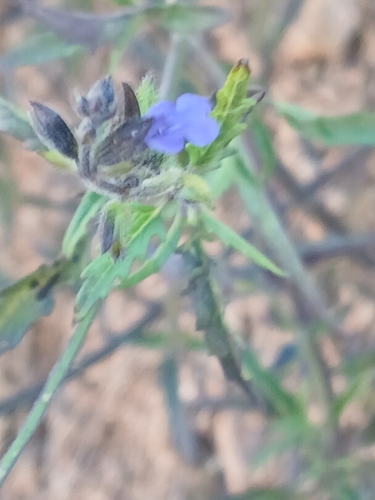sawtooth sage (Salvia subincisa)