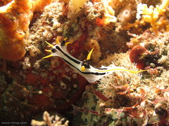 Polycera capensis